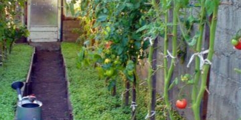 Sjetva zelenog gnojiva u stakleniku u jesen